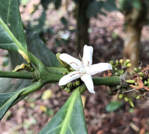 excelsa flowers img 5164